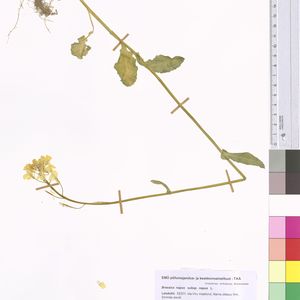 Brassica napus subsp. napus