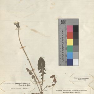Taraxacum jaervikylense