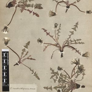 Taraxacum constrictifrons