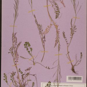 Cardamine pratensis subsp. paludosa