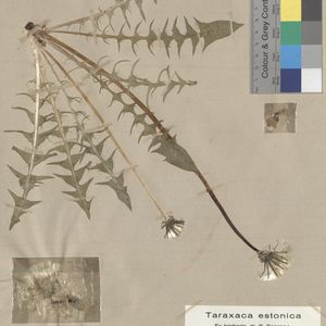 Taraxacum crebridens
